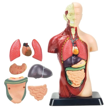Модел на човешкото тяло за деца многоцветен пластмасов човешки торс анатомия модел играчки 8 бр подвижна анатомия кукла със сърце и органи